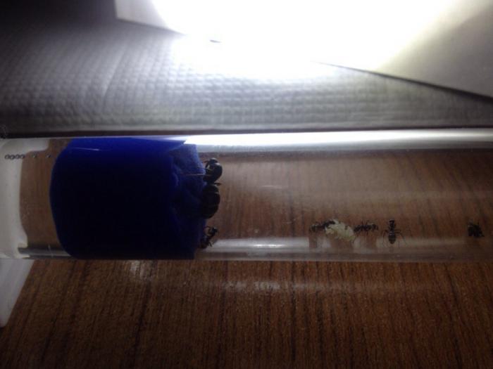 fusca с расплодом