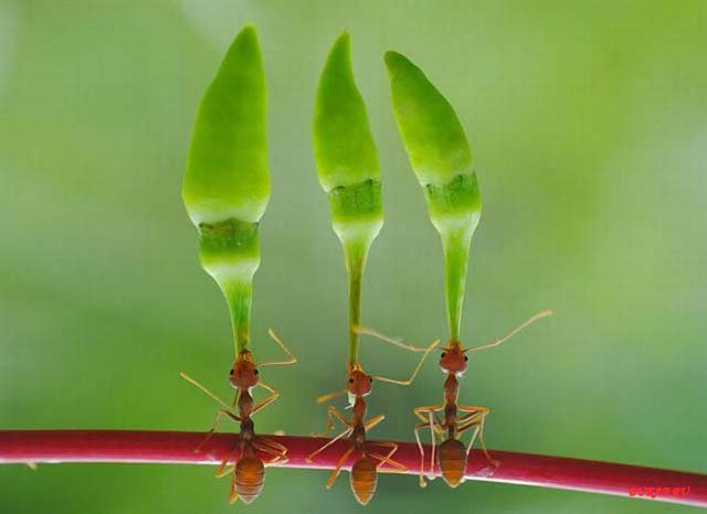 1307382442_ants.jpg