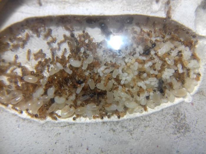 Другая сторона формика