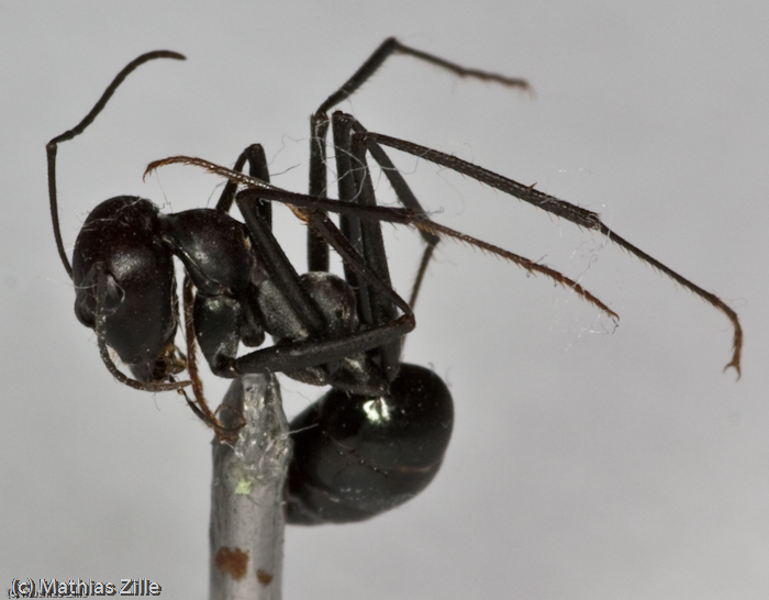 Cataglyphis (Israel) (2).jpg