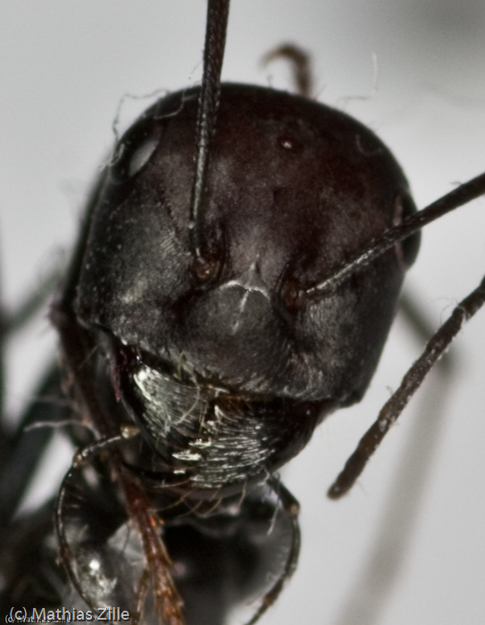 Cataglyphis (Israel) (4).jpg