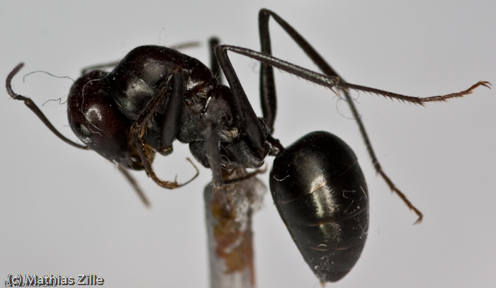 Cataglyphis (Israel) queen (6).jpg