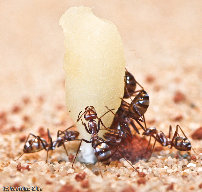 workers drink honey water 1