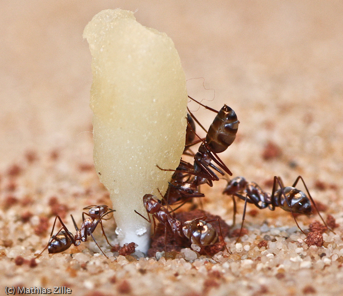 workers drink honey water 2