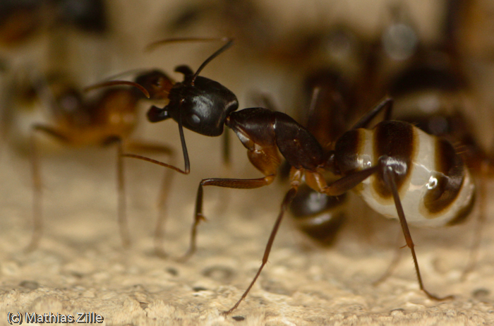 big Media worker get more