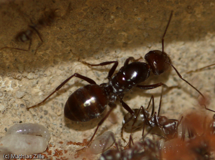 the queen in the nest 1