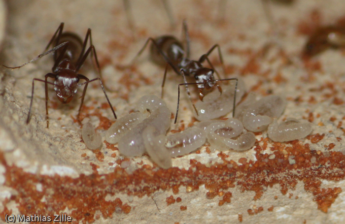 workers save the larvae