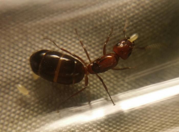 Camponotus lameerei2