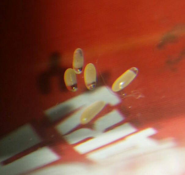 Camponotus lameerei eggs
