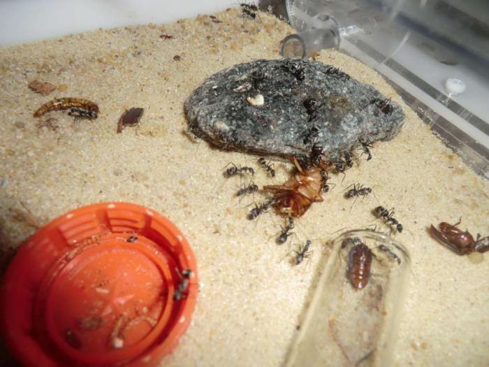 CIMG9772 (ÐопиÑоваÑÑ).JPG