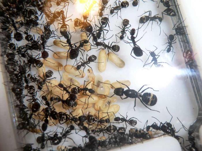 CIMG9773 (ÐопиÑоваÑÑ).JPG