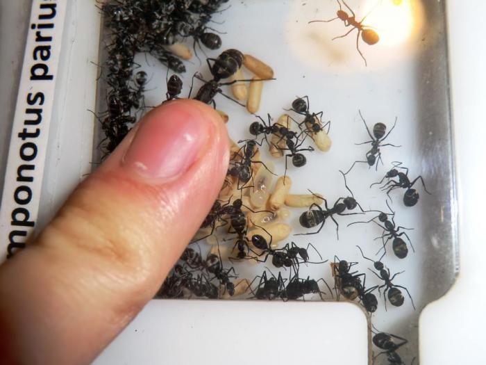 CIMG9776 (ÐопиÑоваÑÑ).JPG