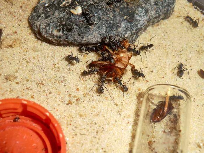 CIMG9779 (ÐопиÑоваÑÑ).JPG