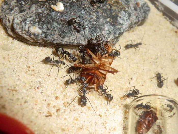 CIMG9780 (ÐопиÑоваÑÑ).JPG