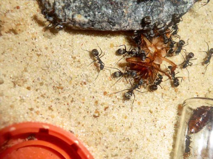 CIMG9783 (ÐопиÑоваÑÑ).JPG