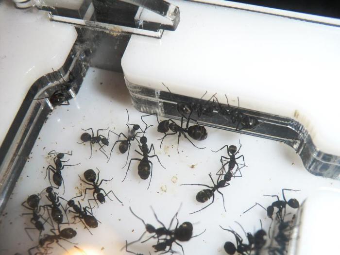 CIMG9784 (ÐопиÑоваÑÑ).JPG