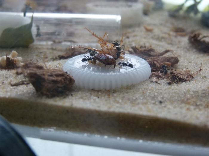 P1300693 (ÐопиÑоваÑÑ).JPG