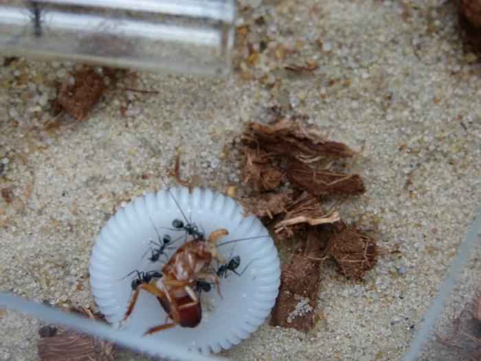 P1300694 (ÐопиÑоваÑÑ).JPG