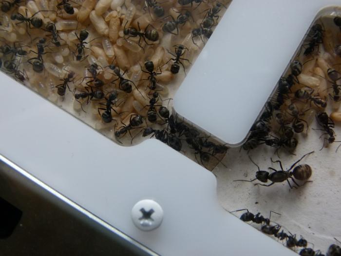 P1300699 (ÐопиÑоваÑÑ).JPG