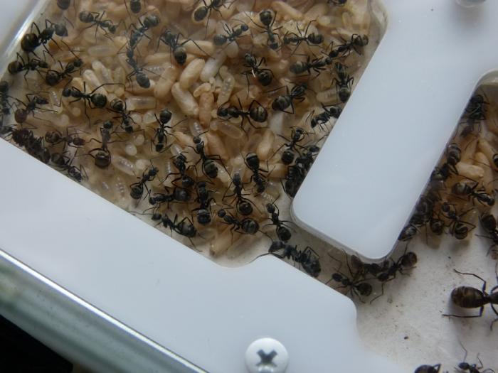 P1300700 (ÐопиÑоваÑÑ).JPG