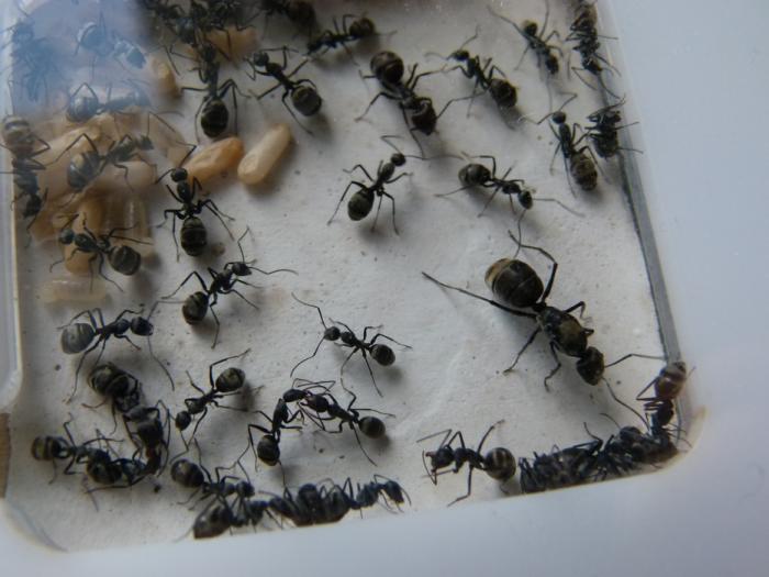 P1300705 (ÐопиÑоваÑÑ).JPG