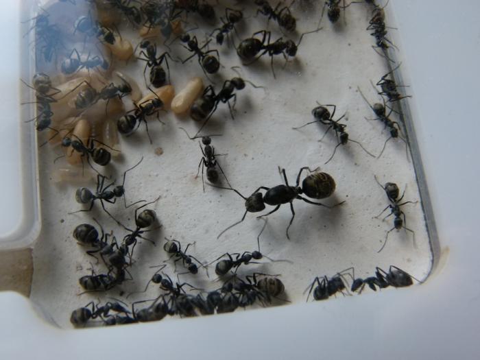 P1300706 (ÐопиÑоваÑÑ).JPG