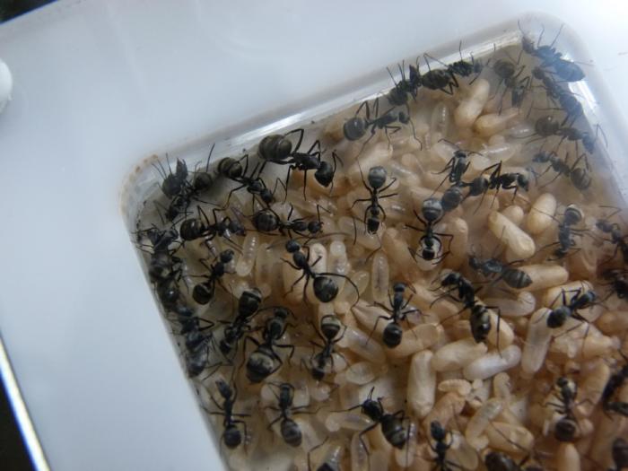 P1300707 (ÐопиÑоваÑÑ).JPG