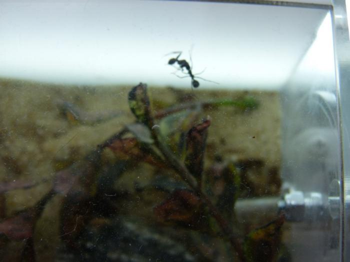 P1300708 (ÐопиÑоваÑÑ).JPG