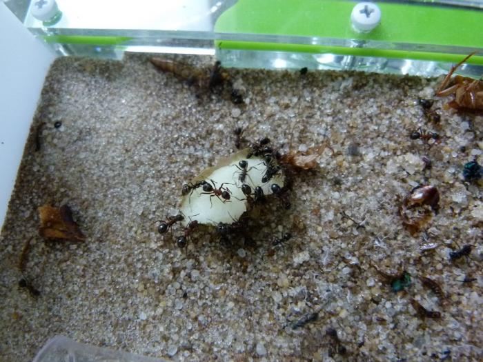 P1300717 (ÐÐ¾Ð¿Ð¸ÑÐ¾Ð²Ð°ÑÑ).JPG