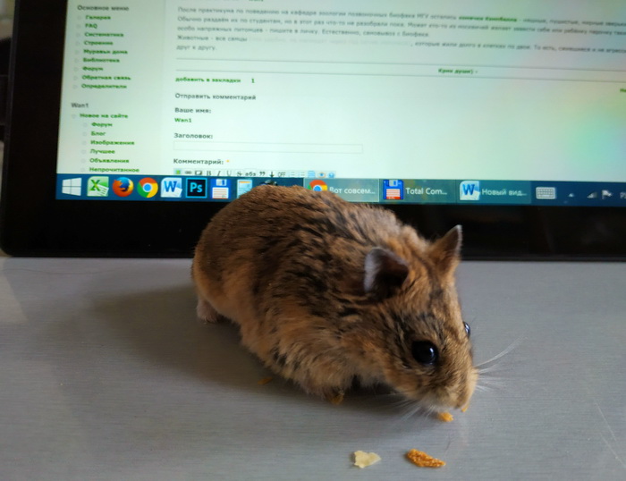 hamster_01.jpg