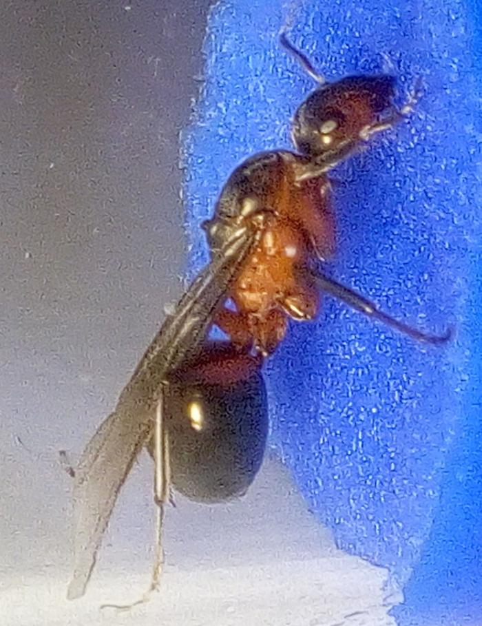 Однокрылая Formica Polyctena