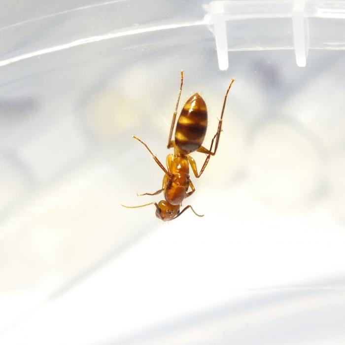 Camponotus cf. silvicola