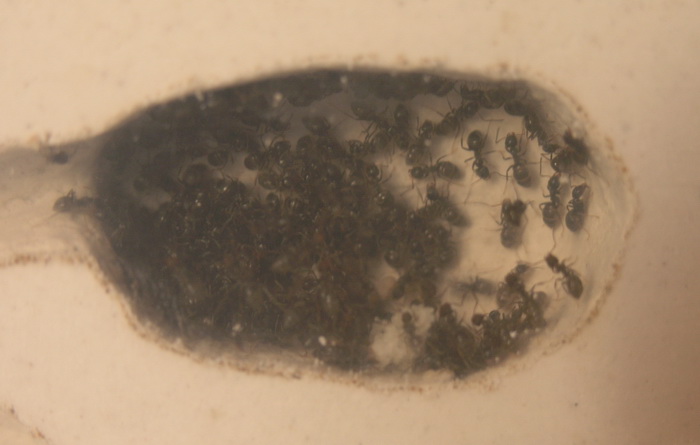 Population niger.jpg