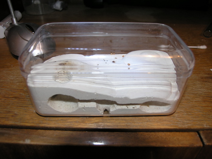 formik capitatus.jpg