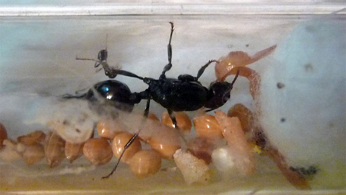 Поедание говядины