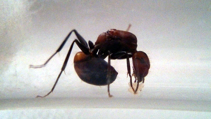 Camponotus_nicobarensis_20180417_0.jpg