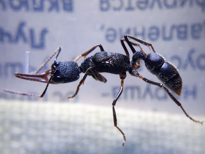 Harpegnathos_venator_20190630_104453.jpg