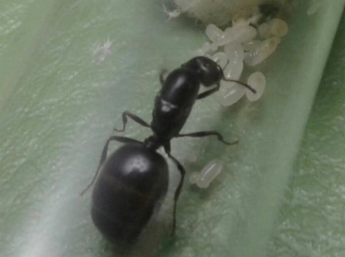 что-то жуёт