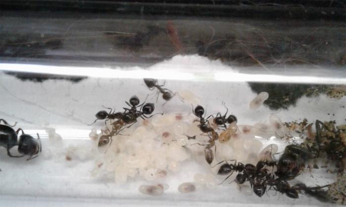 тройной трофилаксис