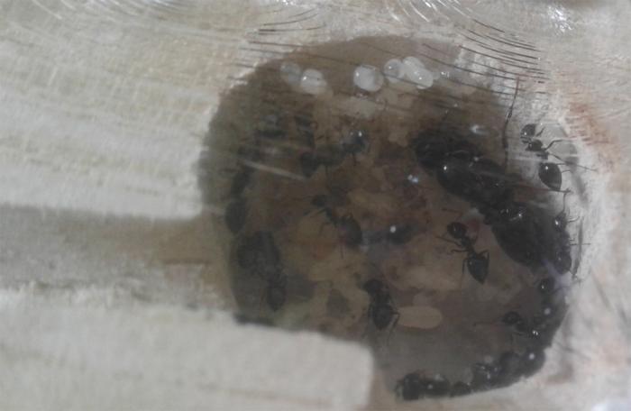 матка со свитой