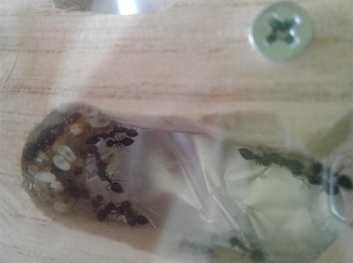 комнатка с куколками и сухарями