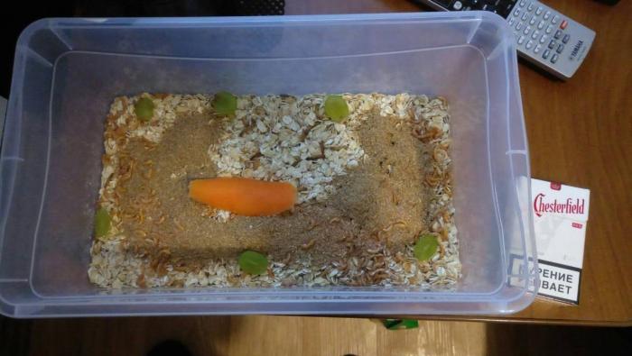 Мучной червь.jpg