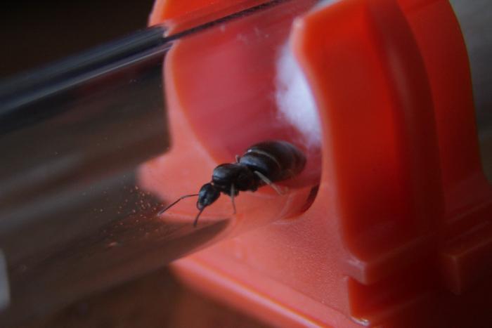 01.07.2018 Ð¿ÐµÑÐ²ÑÐµ ÑÐ¹ÑÐ° (1).JPG