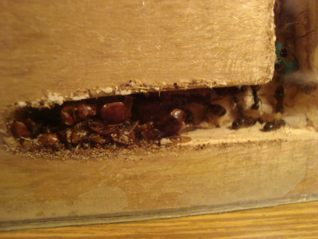 Camponotus herculeanus 11.JPG