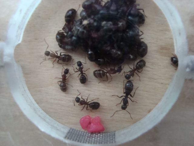 Camponotus herculeanus 18.JPG