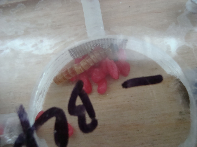 Camponotus herculeanus 20.JPG