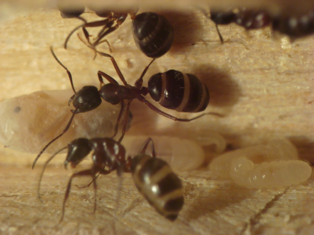 Camponotus herculeanus 3.JPG