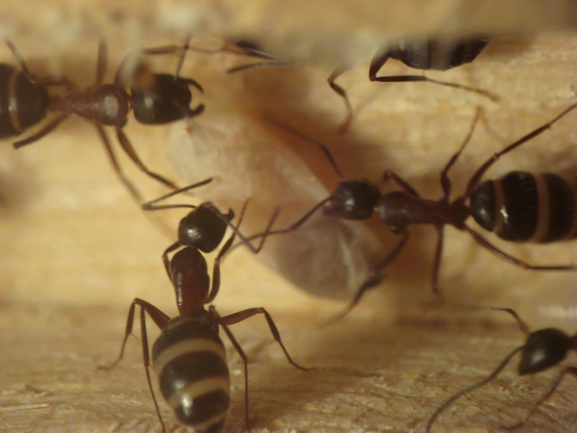 Camponotus herculeanus 4.JPG