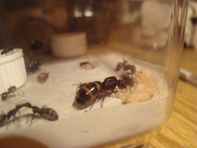 Camponotus japonicus 2_0.JPG