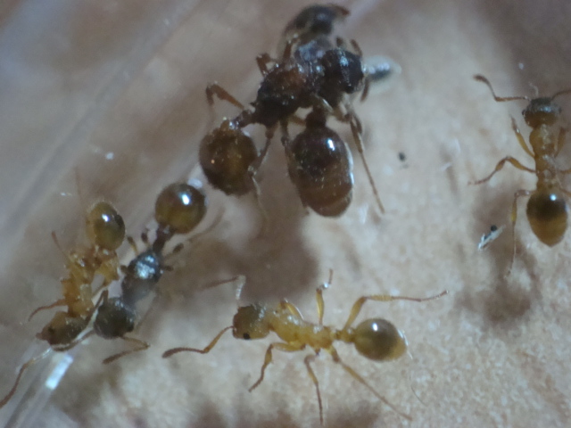 Myrmica2.JPG